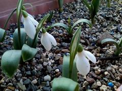 گل برفی خزری